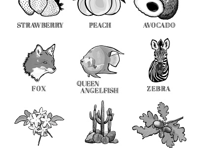 set of typograhy and illustrations animal art branding cactus design flower font fruits icon illustration leaf logo pattern plant print texture typogaphy vector web wildlife