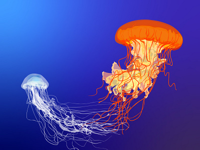 Jellyfish Atlantic (sea nettle) design fish icon illustration jellyfish logo ocean orange pacific sea seal summer swim tropical water wave