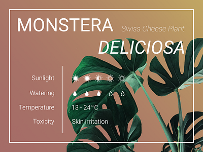 MONSTERA CARE