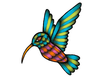 Colibri animals color editorial handmade illustration markers prismacolor