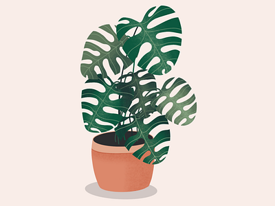 Monstera plant