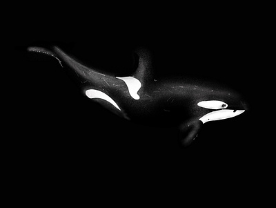 Orca illustration animal illustration killer whale orca procreateapp sketch