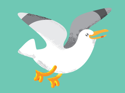 Seagull beach bird seagull
