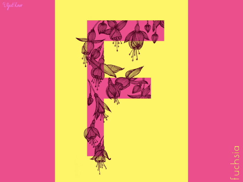The Letter Series: F drawing illustration alphabet lettering letter typography doodle art design