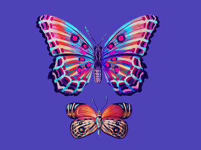 butterfly butterfly color illustration painting photoshop