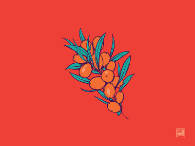 Sea buckthorn | illustration