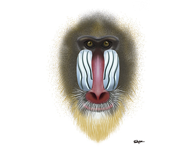 Baboon animal art baboon design illustration illustrator jungle nature procreate wildlife