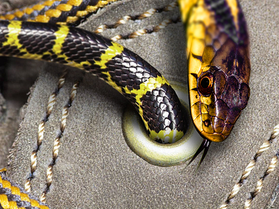 Always check your shoes for snakes collage manipulation photo photoshop