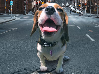 The Designer's Dog beaglier city dog happy outside pet smile street