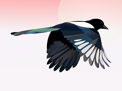 Magpie Study affinity designer bird bird study project color palette illustration magpie study vector
