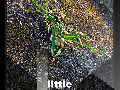 Little environmental graphicdesign inspiration nature observation plant poster self care thoughts