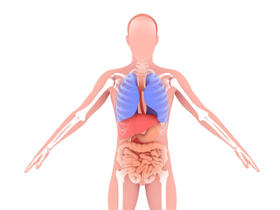 Illustration of internal anatomy of man.