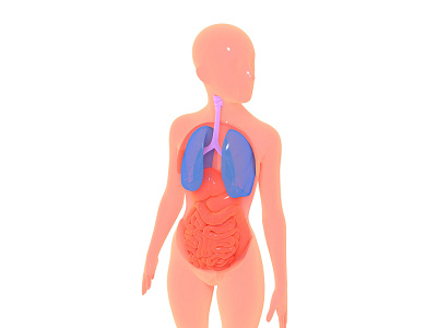 3d illustration of the internal anatomy. 3d anatomy design illustration medical