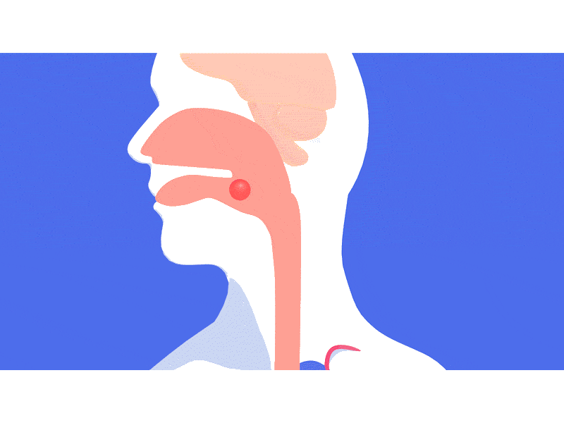 Digestive system showing the path of digestion 3d 3d art anatomical anatomy design illustration medical