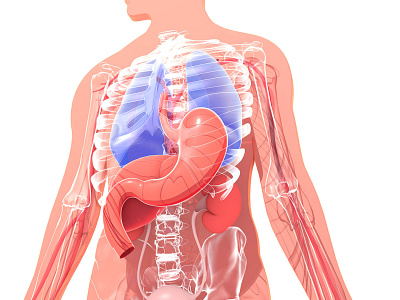 Internal anatomy 3d anatomy bones design illustration lungs medical stomach