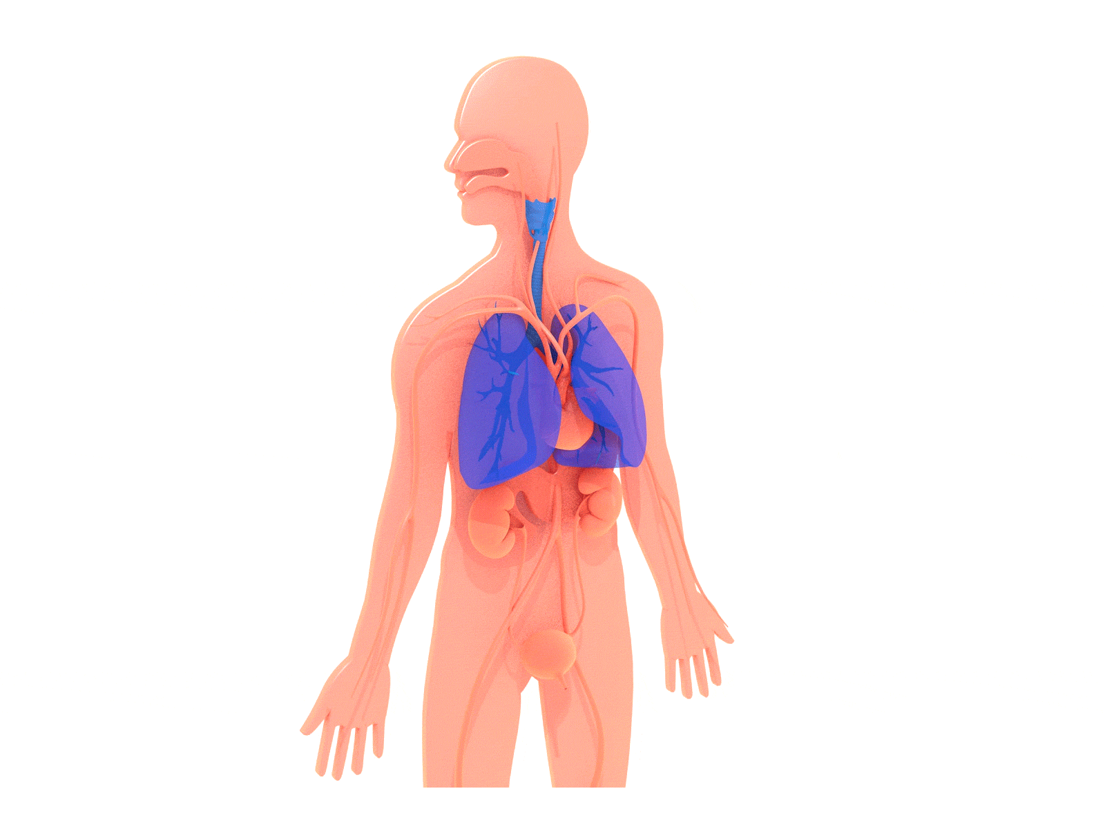 3d animation of lungs 3d 3d art anatomy animation design medical