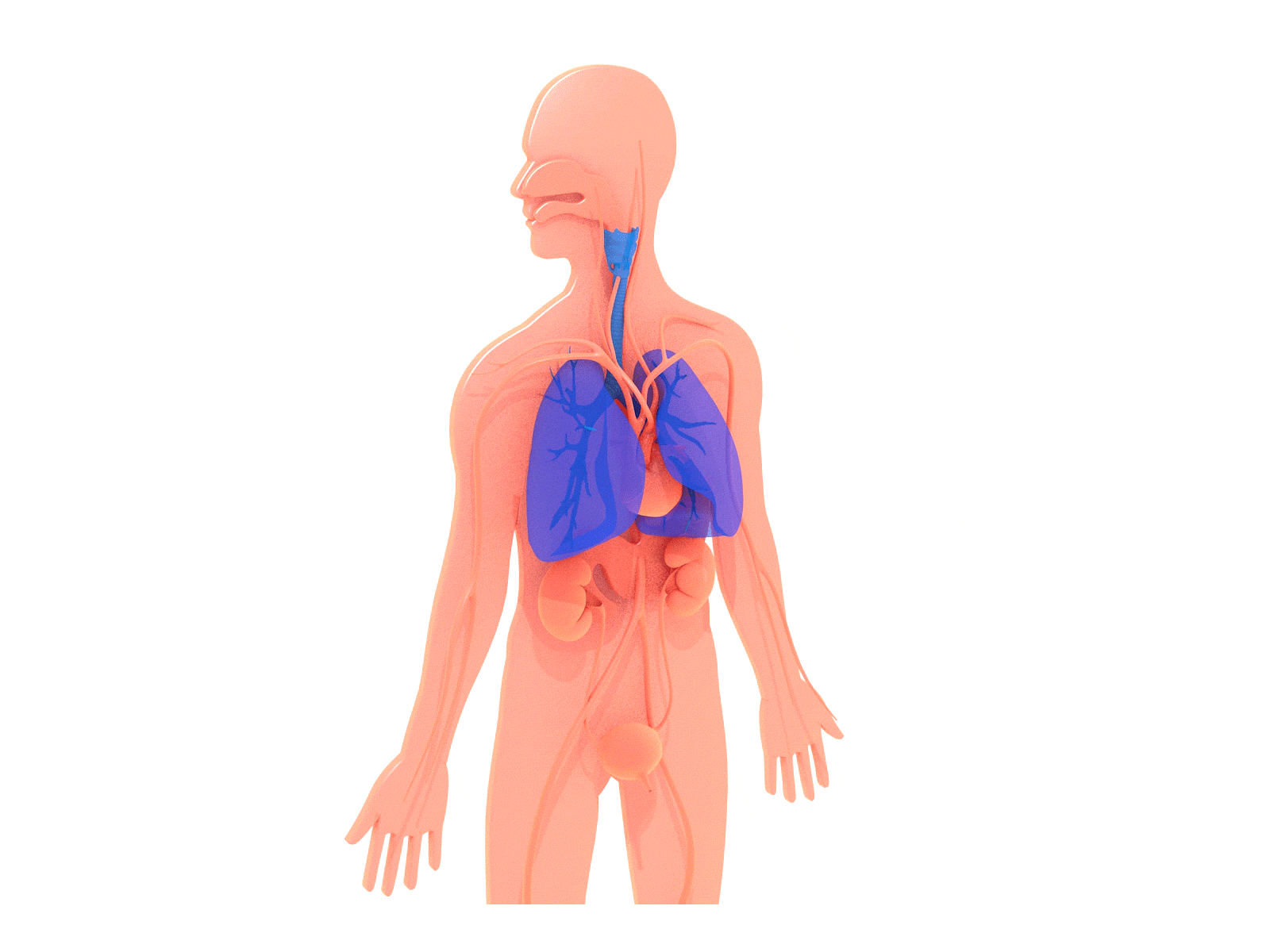 3d animation of lungs by JM Gallardo on Dribbble