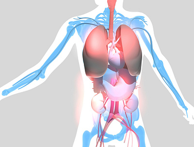 3d illustration of human figure showing internal organ 3d anatomical anatomy illustration medical