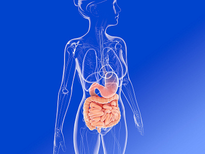 Internal anatomy of woman (digestive system). 3d 3d art anatomical anatomy design digestive system illustration medical