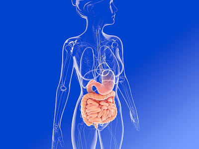 Internal anatomy of woman (digestive system).