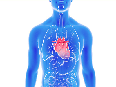 Anatomical 3D illustration of the heart inside the human body