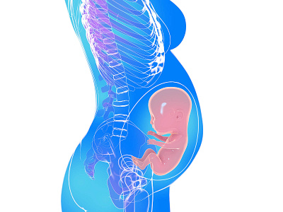 Anatomical 3d illustration of a human pregnancy