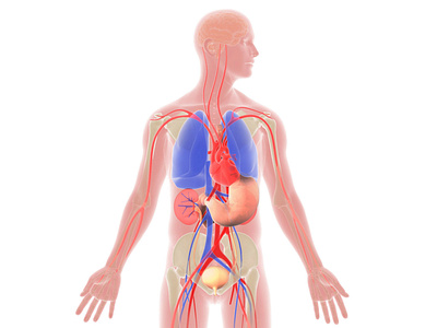 ilustración médica, tórax con órganos internos illustration