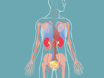 Medical illustration, transparent internal organs