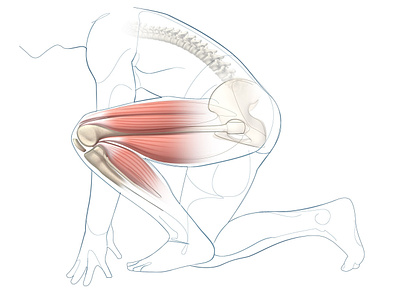 internal anatomy of knee and hip joint, with muscles