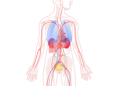 Medical illustration, transparent internal organs internal organs medical illustration