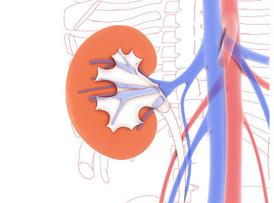 3d illustration of the kidney anatomy, with mixed graphic style 3d anatomy design illustration kidneys logo medical