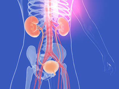 3D illustration of the inside of the human body