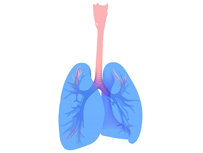 3d illustration of the lungs. 3d anatomy design illustration lungs medical