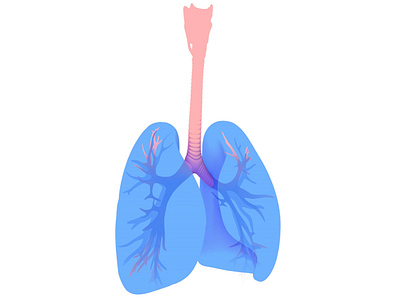 3d illustration of the lungs.