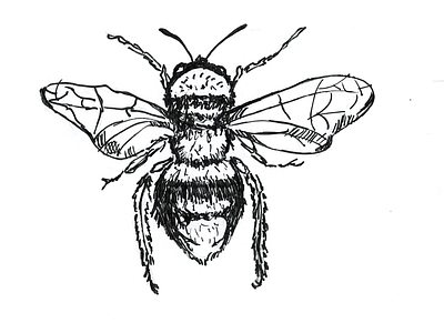 bee drawing illustration
