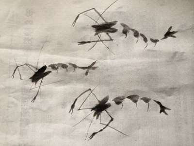 Shrimp - Chinese Painting chinese painting chinese style