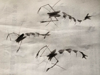 Shrimp - Chinese Painting