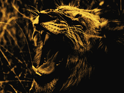 Lion animal art art black decoration design gold graphic graphic design graphic art graphic artist graphic artists interior design lion photo photo art roar teeth wall art