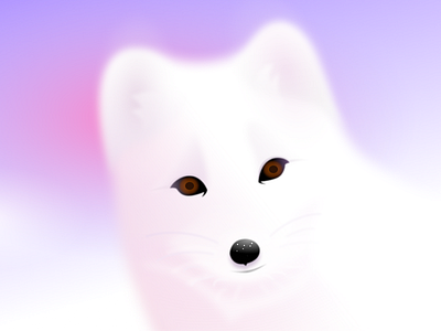 Arctic fox Aurora arctic arctic fox cute dawn fluffy fox ice north snow sunrise white white fox wild