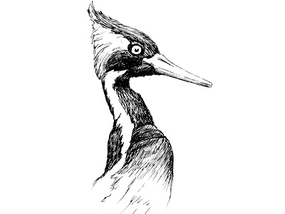 Ivory-billed woodpecker drawing illustration inked nature
