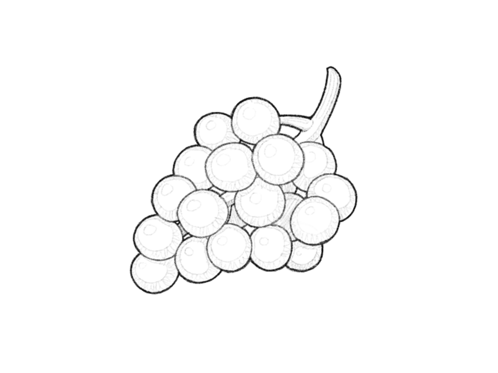Drawing Grapes Violet Vector Illustration White Stock Vector (Royalty Free)  1706703316 | Shutterstock