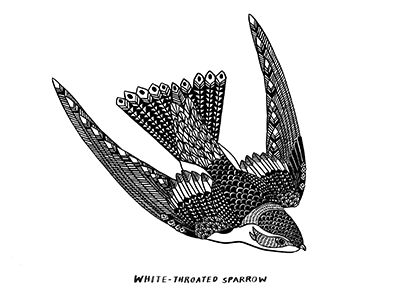 Your Daily Songbird birds illustration patterns