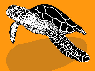 turtle illustration illustration vector
