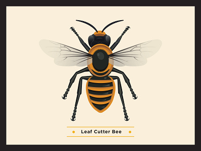 Leaf Cutter Bee bee beehotel bees diversity environment guest infographic pollination scientific scientific illustration