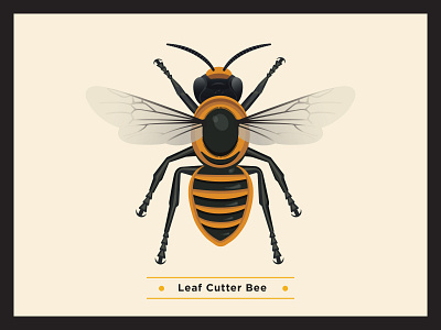 Leaf Cutter Bee