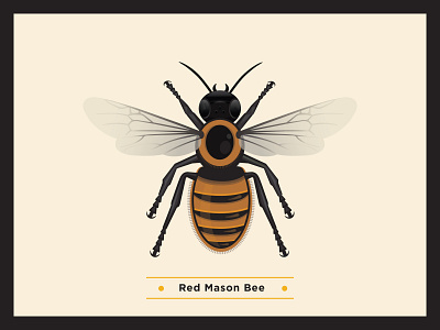 Red Mason Bee bee bees environment globalwarming illustration infographic scientific scientific illustration