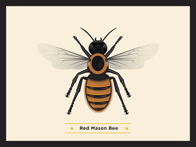 Red Mason Bee