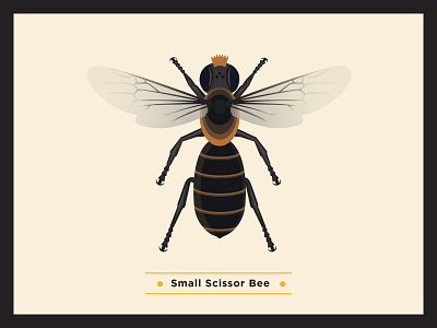 Small Scissor Bee