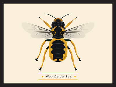 Wool Carder Bee bee bees bugs environment globalwarming icon illustraion infographic pollination