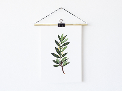 Olive Branch botanic botanical branch giclee illustration olive painting plant plants print